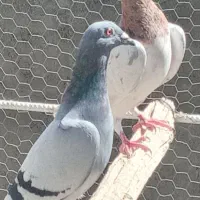 جفت نرماده|پرنده|اردکان, |دیوار