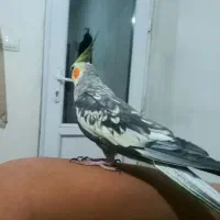 عروس هلندی نر گلباقالی|پرنده|سنقر, |دیوار