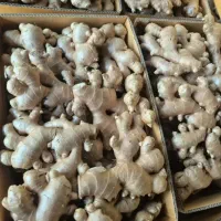 زنجبیل آبدار و تازه اصفهان 390
