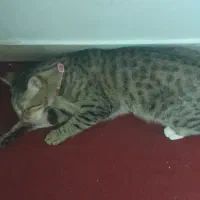 واگذاری گربه رایگان|گربه|مشکیندشت, |دیوار