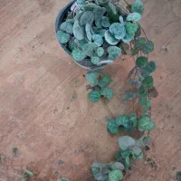 ارکیده دندروبیوم فالانوپسیس وانیل البوکا اسپیرالیس|گل و گیاه طبیعی|مشهد, شهرک صنعتی توس|دیوار