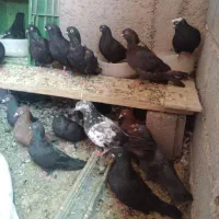 کفتر پاکستانی
