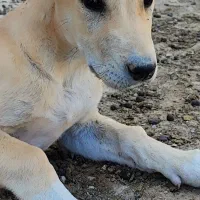 توله سگ خراسانی|سگ|اسفراین, |دیوار