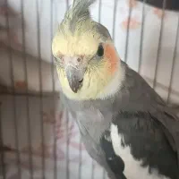 عروس هلندی رام و اهلی و خانگی|پرنده|کتالم و سادات شهر, |دیوار