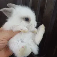 تعدادی بچه خرگوش لوپ ومینیاتوری تربیت شده