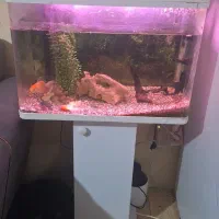 آکواریوم|ماهی|خرم‌آباد, |دیوار