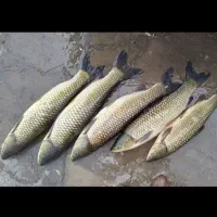 بچه ماهی آمور