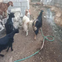 تیشتر ماده