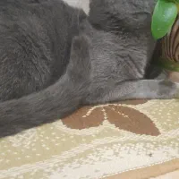 گربه ماده طوسی|گربه|تهران, بهاران|دیوار