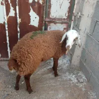 بره ماده افشاری اصل|حیوانات مزرعه|تربت جام, جامرود|دیوار