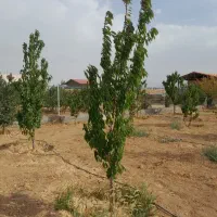 فروش باغ ۶۰۰متری چهاردیواری  درختان میوه|فروش خانه و ویلا|اراک, |دیوار