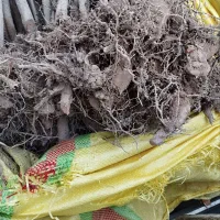 نهال آلو بخارا