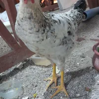 مرغ خانگی