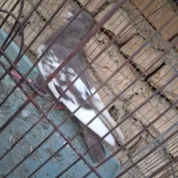 سینه قهوه ای|پرنده|شیراز, کوشک میدان|دیوار