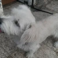 سگ اشپیتز و شتیزو