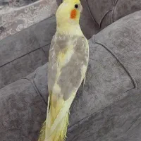 جوجه عروس ابلغ لوتینو