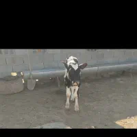 گوساله شیری