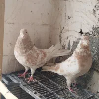 زردی|پرنده|بومهن, |دیوار