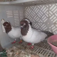 جفت پرستویی خاص