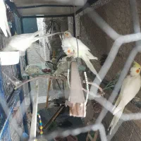 عروس هلندی