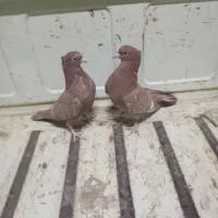 کفتر سینه ای|پرنده|جویم, |دیوار