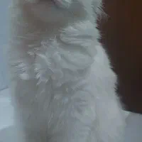 فروش ویژه گربه سفید نژاد دار|گربه|بابل, |دیوار