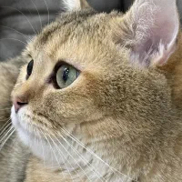 گربه