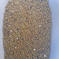 ماش ارتشی  به شرط پخت