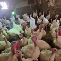 بوقلمون فروش فوری