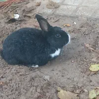 خرگوش|موش و خرگوش|اردکان, |دیوار