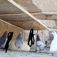 کفتر
