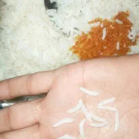 برنج کامفیروزی|خوردنی و آشامیدنی|شیراز, فرهنگ شهر|دیوار