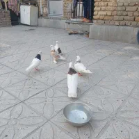 سلام خدمت همه عشق بازان سه تا طوقی زیبا وسالم|پرنده|کرمانشاه, |دیوار