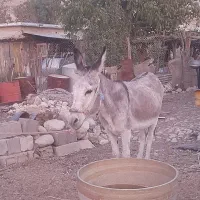 فروش خر بخته