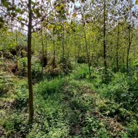 ۴۹۰۰هزار متر تخمینی زمین همراه با ۱۰۰۰تادرخت صنوبر|فروش زمین و ملک کلنگی|احمدسرگوراب, |دیوار