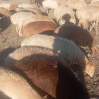 گوسفند پیر ولی گوشتی قیمت فقط ۱۹۵۰۰