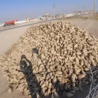 چغندر قند تازه|خدمات باغبانی و درختکاری|بشاریات, |دیوار