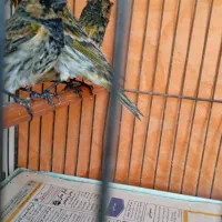 سهره گلبسر۱۰عدد|پرنده|مشهد, پنجتن|دیوار