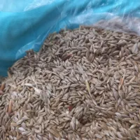 فروش بذر کتان|گل و گیاه طبیعی|گرمی, |دیوار