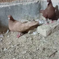 کبوتر زرد سرخ کرمانی