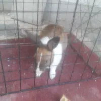 خرگوش سالموباهوش