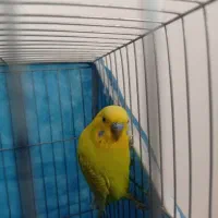مرغ عشق نر و خوش رنگ