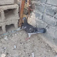 جوجه‌ پلاکی زره ای