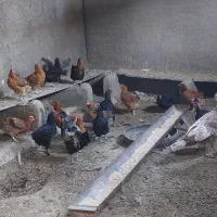 مرغ / خروس / جوجه / بوقلمون