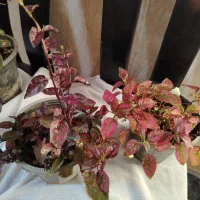 گل طبیعی آپارتمانی|گل و گیاه طبیعی|ایرانشهر, |دیوار