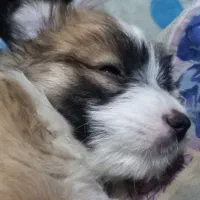 فروش توله ۶ماهه شیتزو