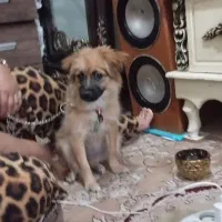 این سگ با شناسنامه داره قمعت 12میلیون