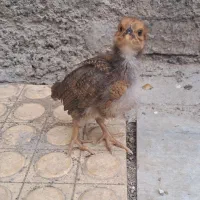 جوجه ۲۰ روزه فقط ۱۶۰ تومن