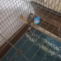 سهره ماده  داغسر جوجه. قفس عروسک