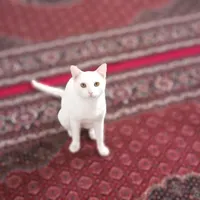 گربه زیبا وباهوش